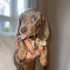 Buy Miniature Smooth Dachshund - Miniature Smooth Dachshund