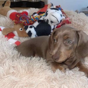 Buy Miniature Smooth Dachshund - Miniature Smooth Dachshund