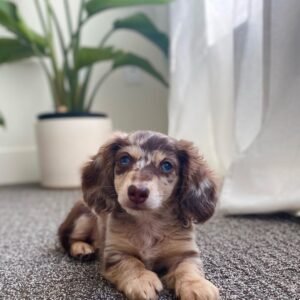 Dapple Dachshund Puppy - How much is a dapple Dachshund