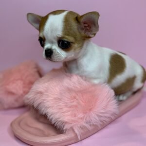 buying chihuahua online - legit puppy website