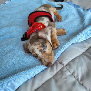 Red dapple dachshund for sale - buy Red dapple dachshund online