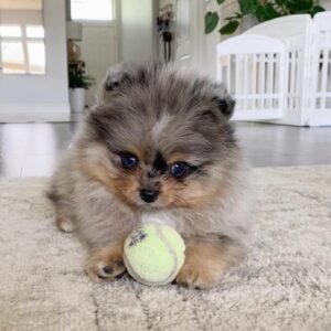 buy Pomeranian Chihuahua puppies