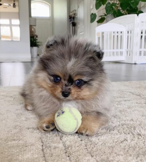 buy Pomeranian Chihuahua puppies