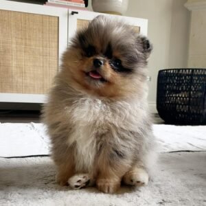 buy Pomeranian Chihuahua puppies