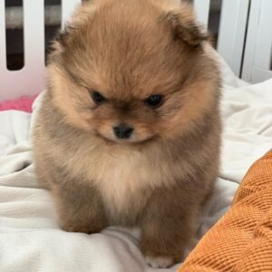 Teacup Pomeranian puppies for sale near me - vaccinated puppy