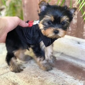 Teacup yorkie for sale up to $400 - buy yorkie cheap free shipping