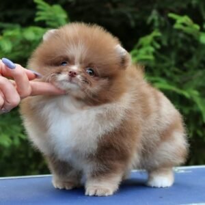 affordable Pomeranian puppies for sale - buy pomeranian online